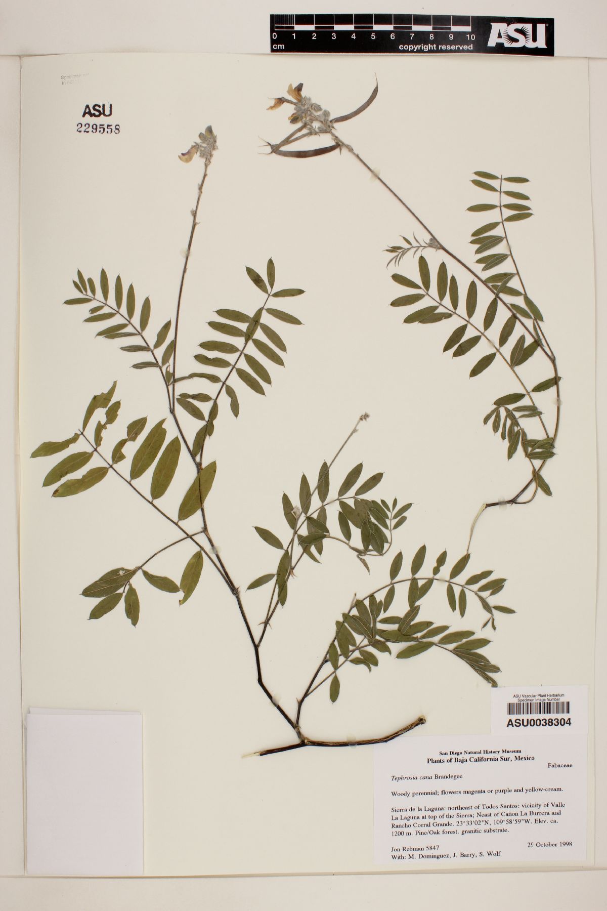 Tephrosia cana image