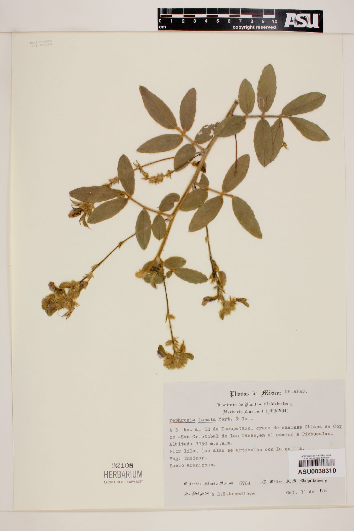 Tephrosia lanata image