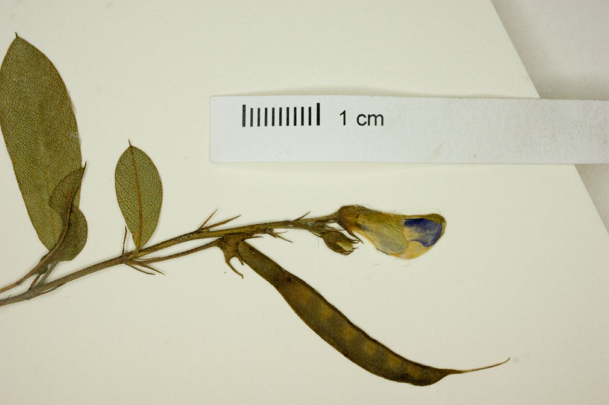 Tephrosia madrensis image