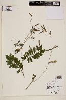 Tephrosia multifolia image