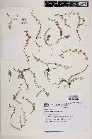 Lobelia nummularioides image