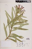 Lobelia excelsa image