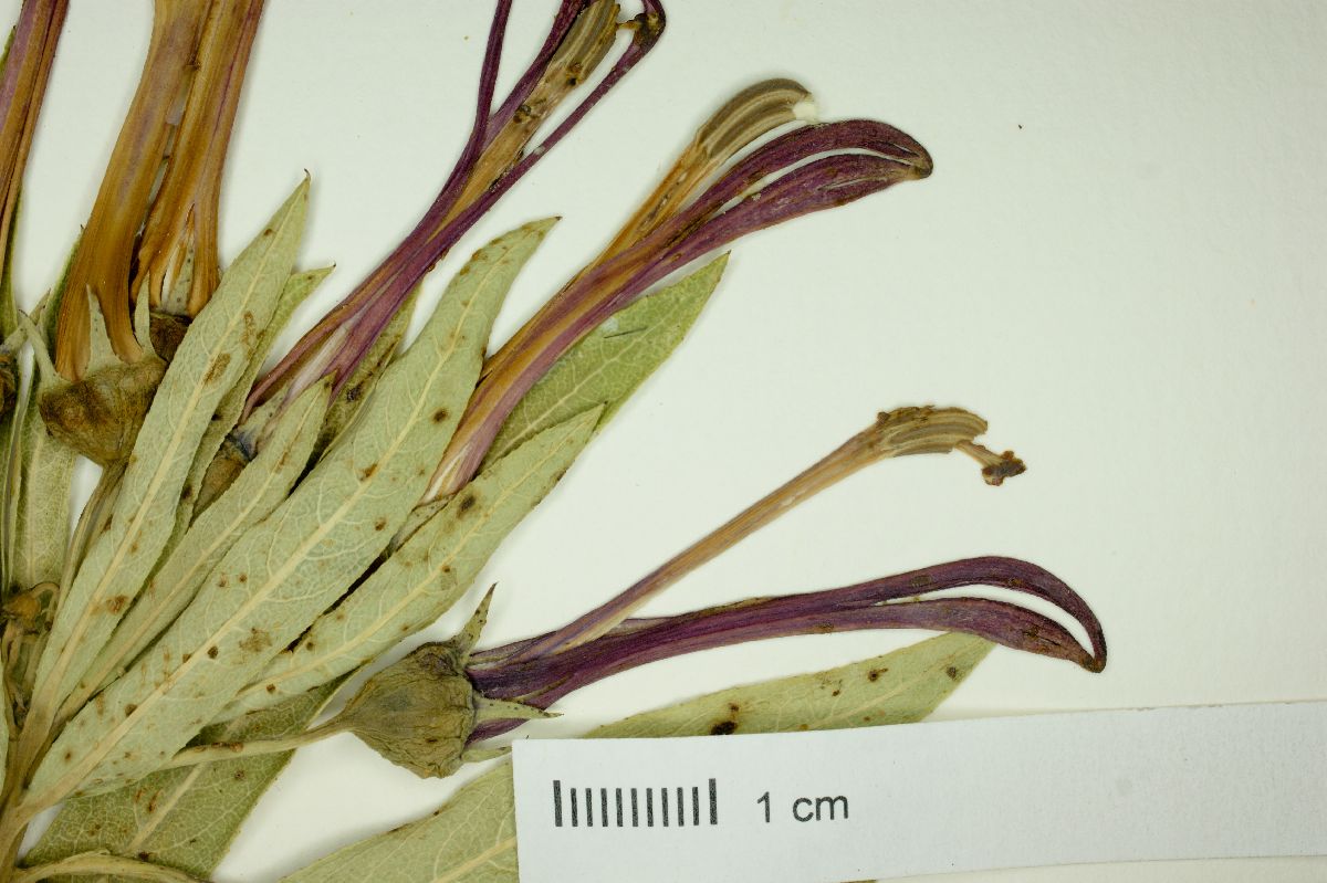 Lobelia excelsa image