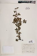 Bursera biflora image