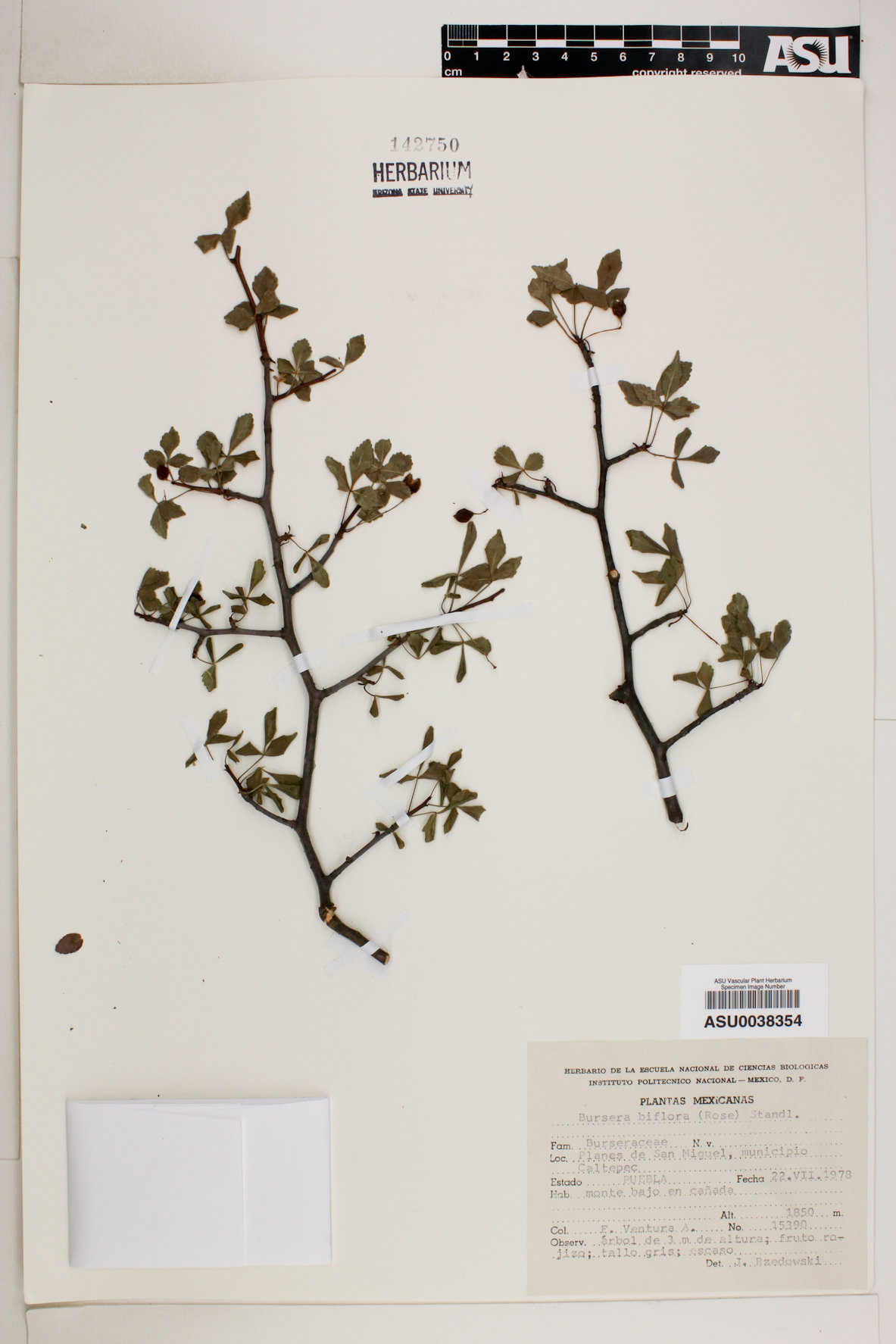Bursera biflora image