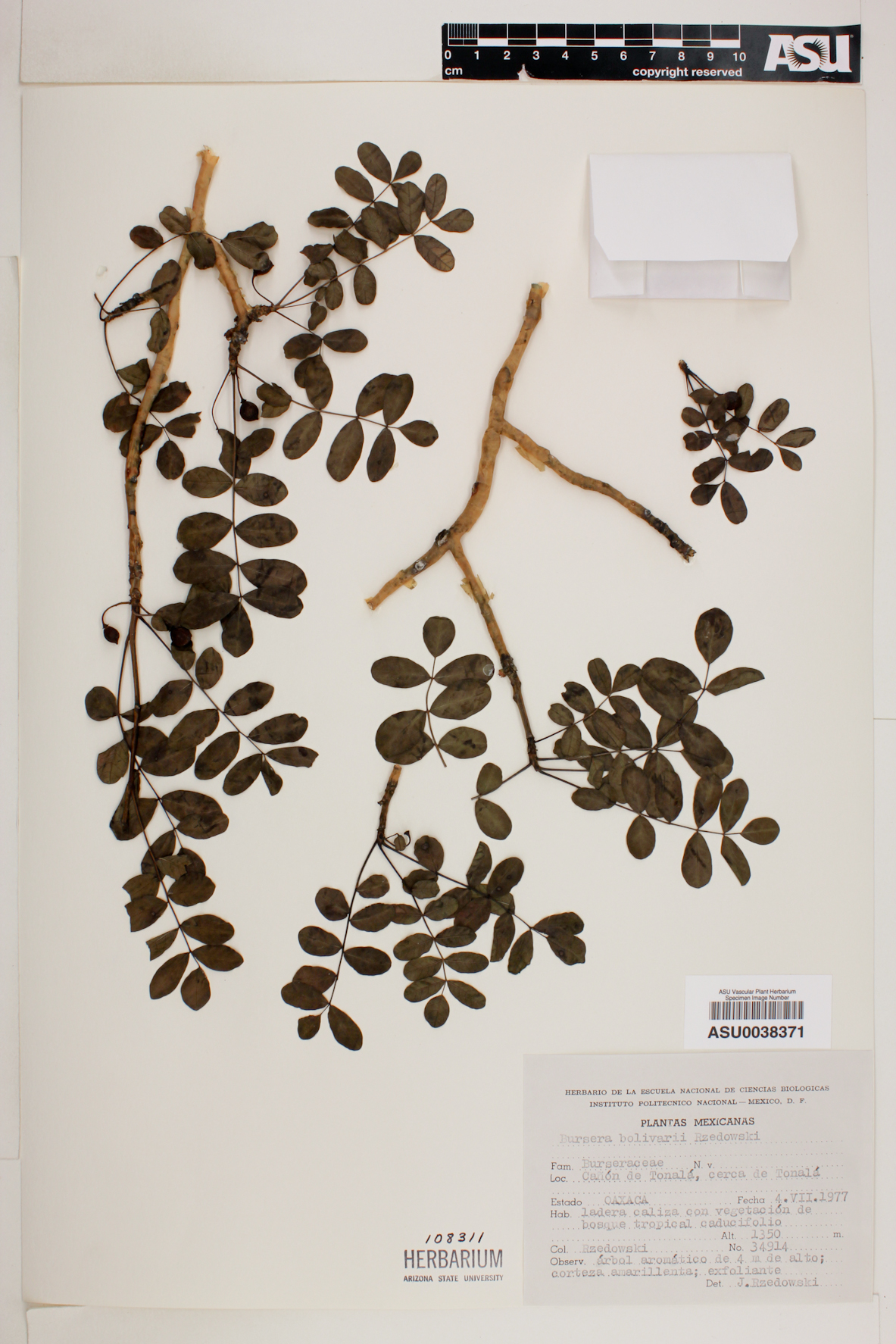 Bursera bolivarii image