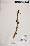 Bursera fagaroides var. elongata image