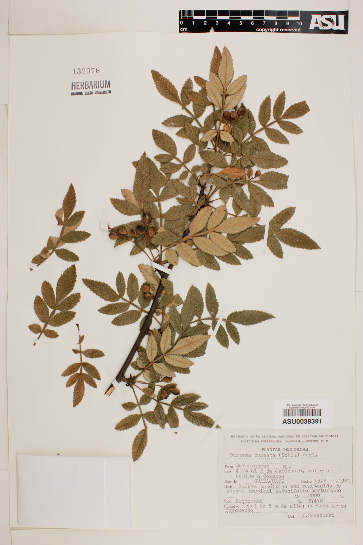 Bursera cuneata image