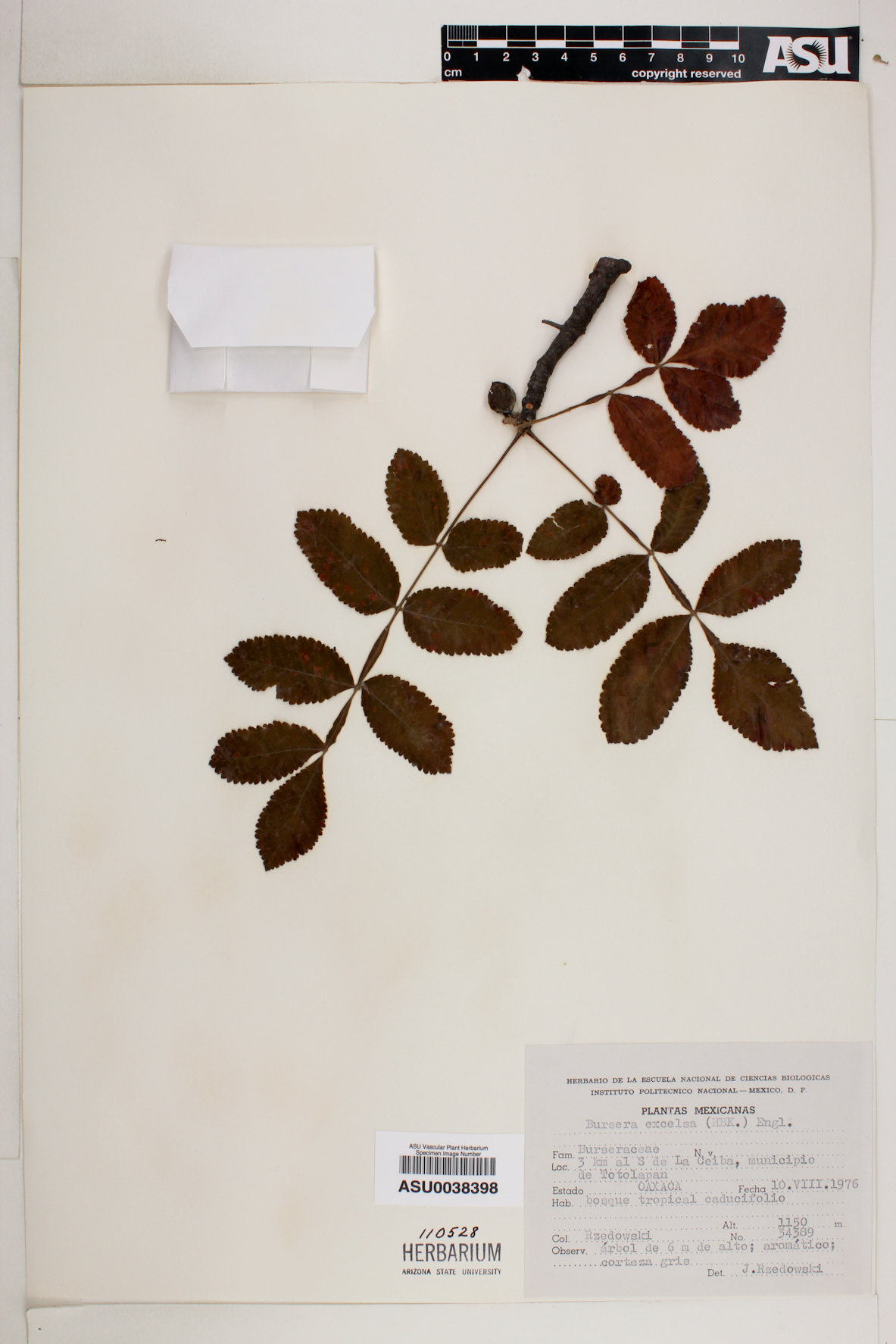 Bursera excelsa image