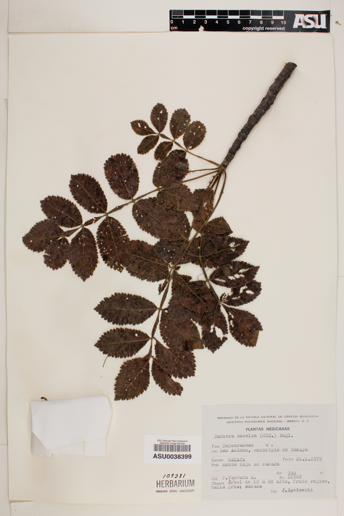 Bursera excelsa image