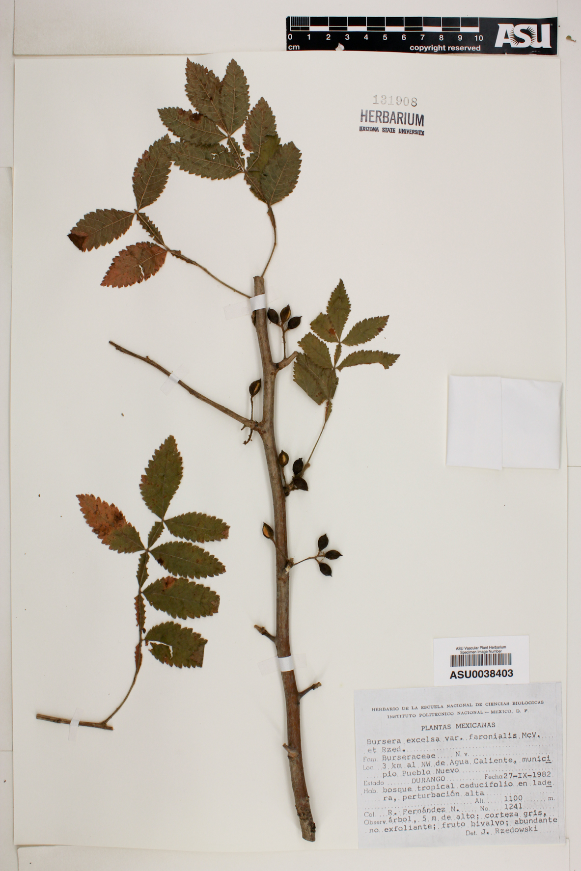 Bursera excelsa var. favionalis image