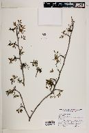 Bursera fagaroides image