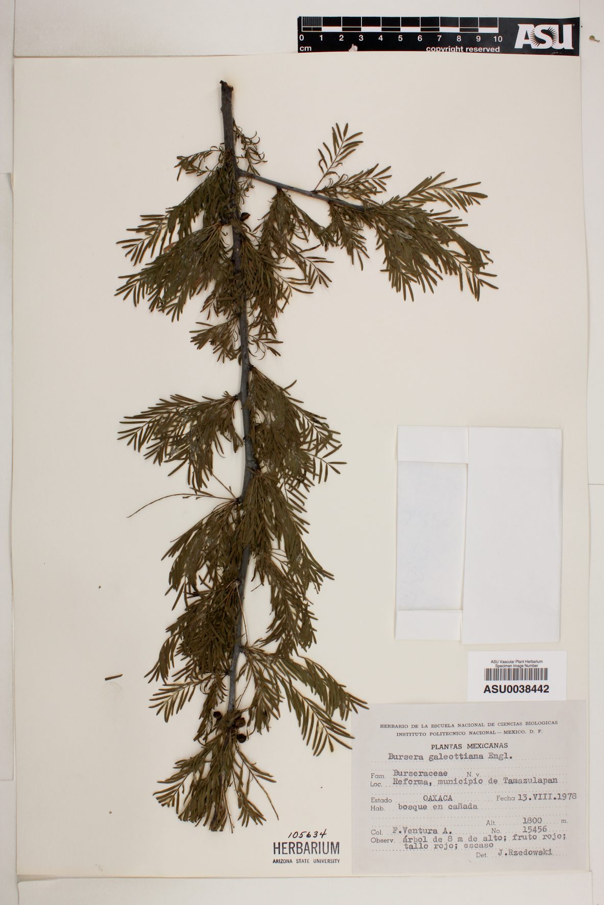 Bursera galeottiana image