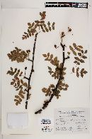 Bursera glabrifolia image