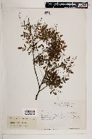 Bursera laxiflora image