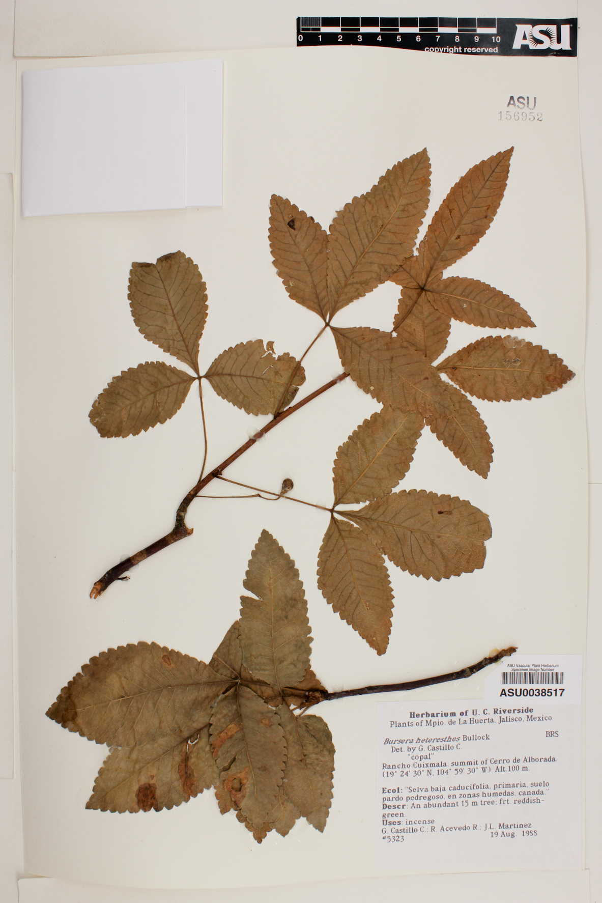 Bursera heteresthes image