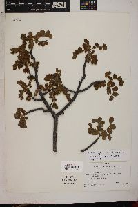 Cyrtocarpa edulis image