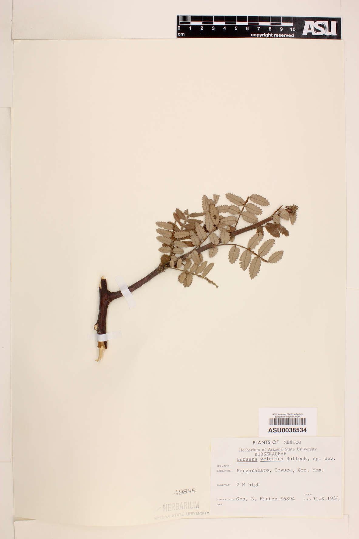Bursera velutina image