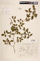 Bursera trimera image