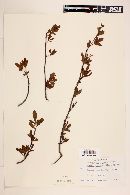 Bursera trimera image