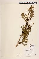 Bursera sessiliflora image