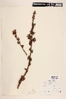 Bursera sessiliflora image