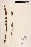 Bursera sessiliflora image