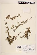Bursera fagaroides var. elongata image