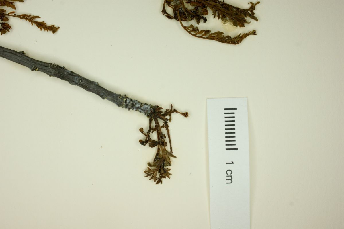 Bursera morelense image
