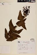 Psittacanthus cordatus image
