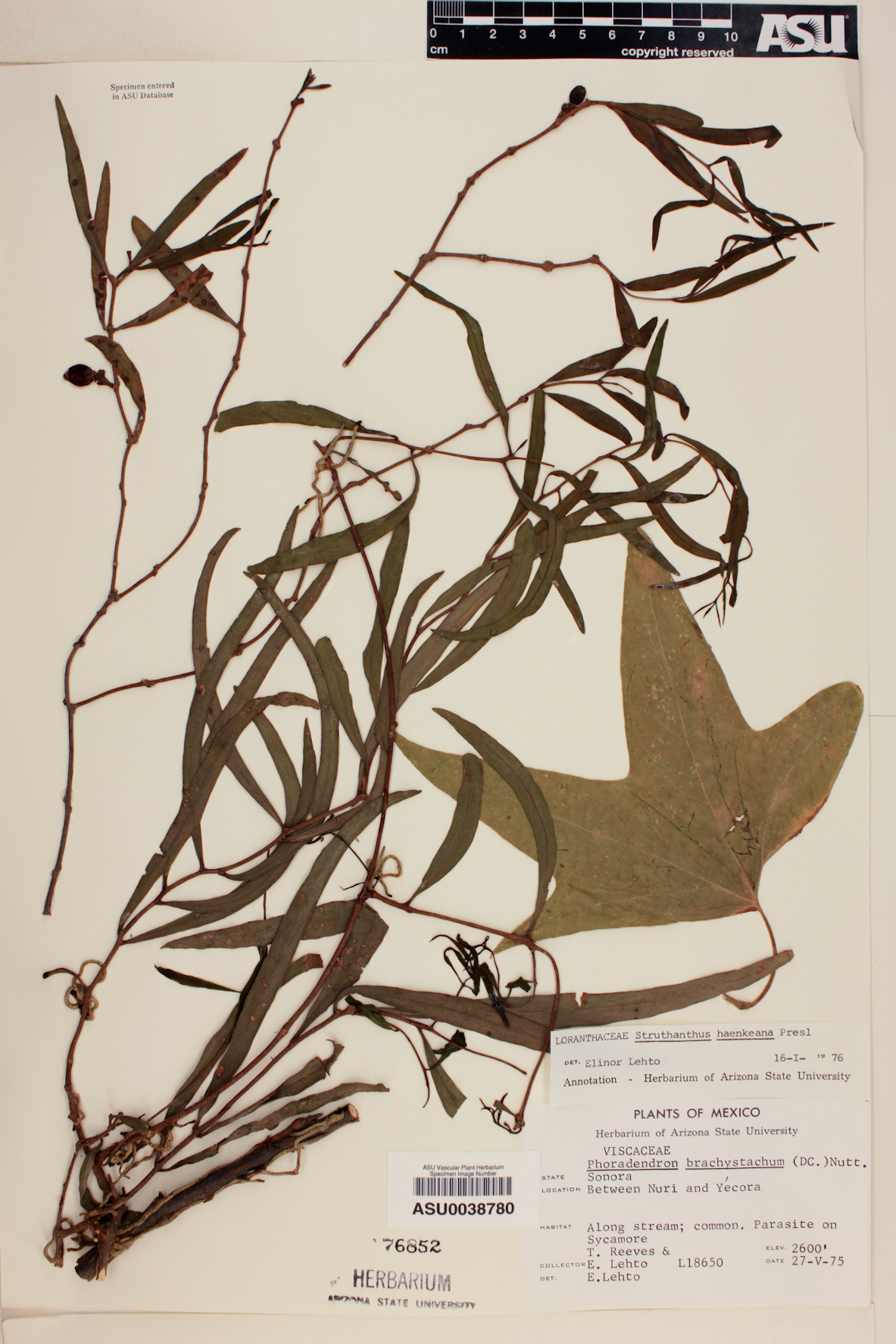 Struthanthus haenkeanus image