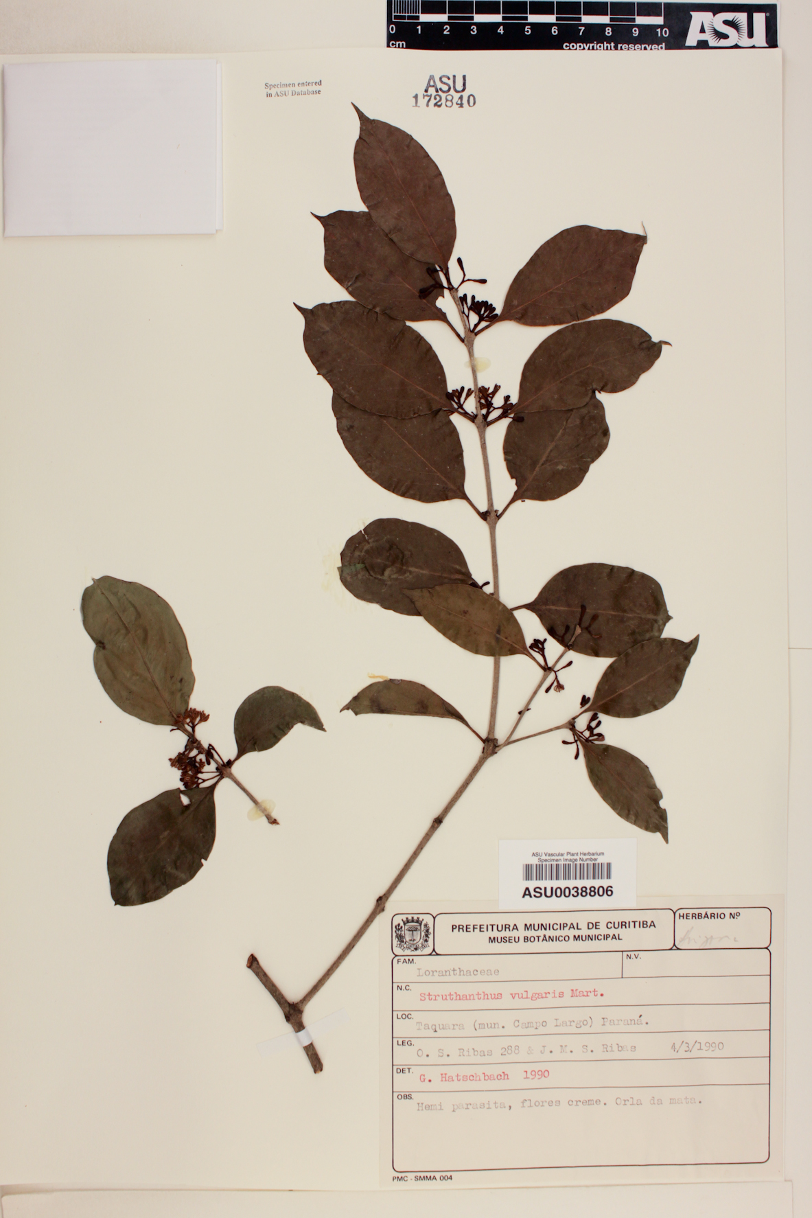 Struthanthus vulgaris image