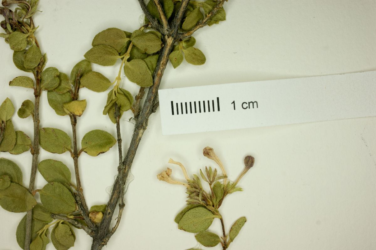 Abelia coriacea image