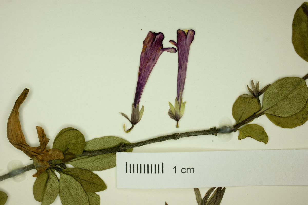 Abelia floribunda image