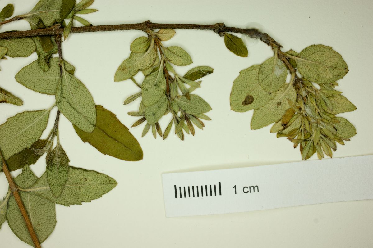 Abelia mexicana image