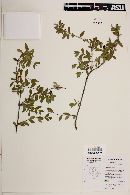 Abelia occidentalis image