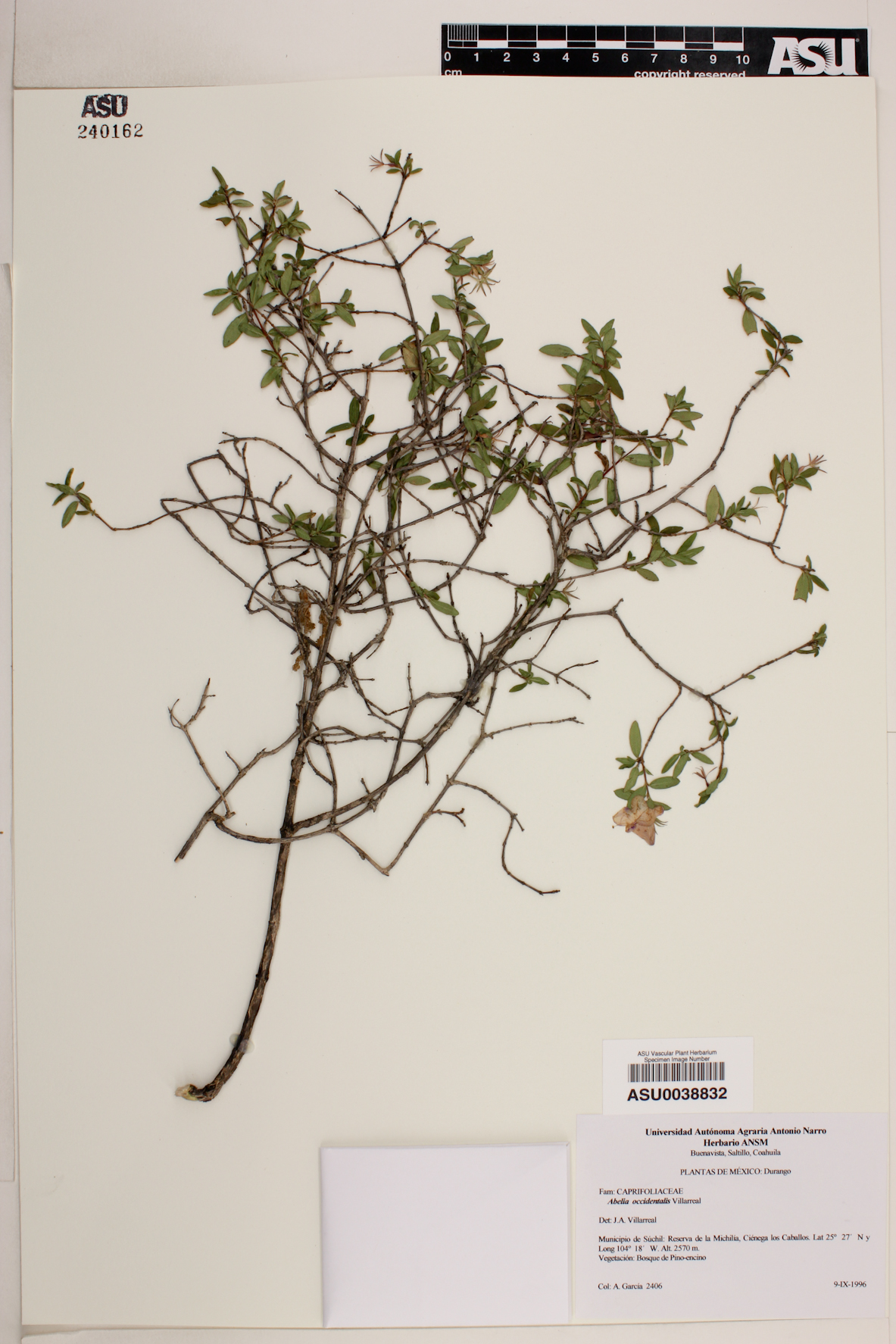 Abelia occidentalis image