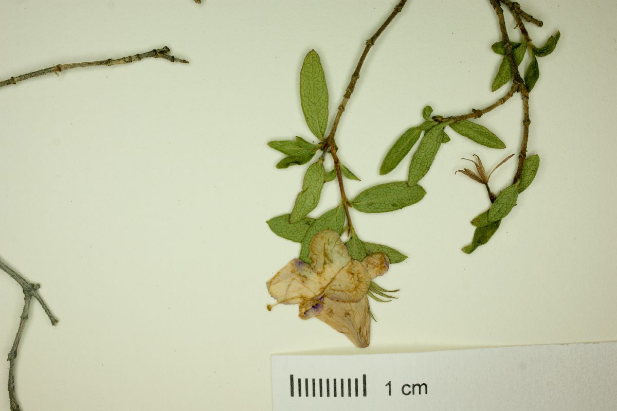 Abelia occidentalis image