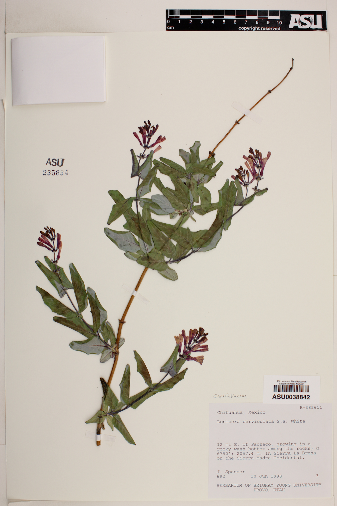 Lonicera cerviculata image