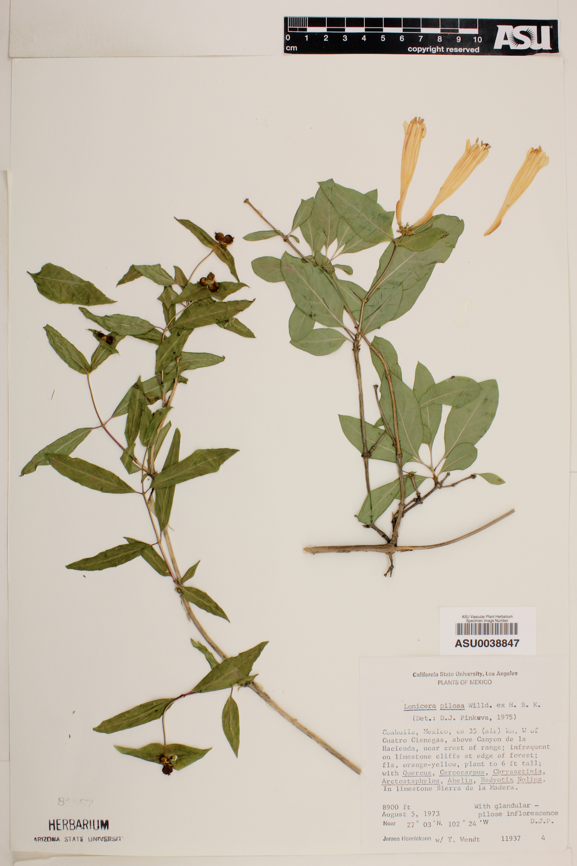 Lonicera pilosa image