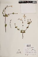 Lonicera subspicata image