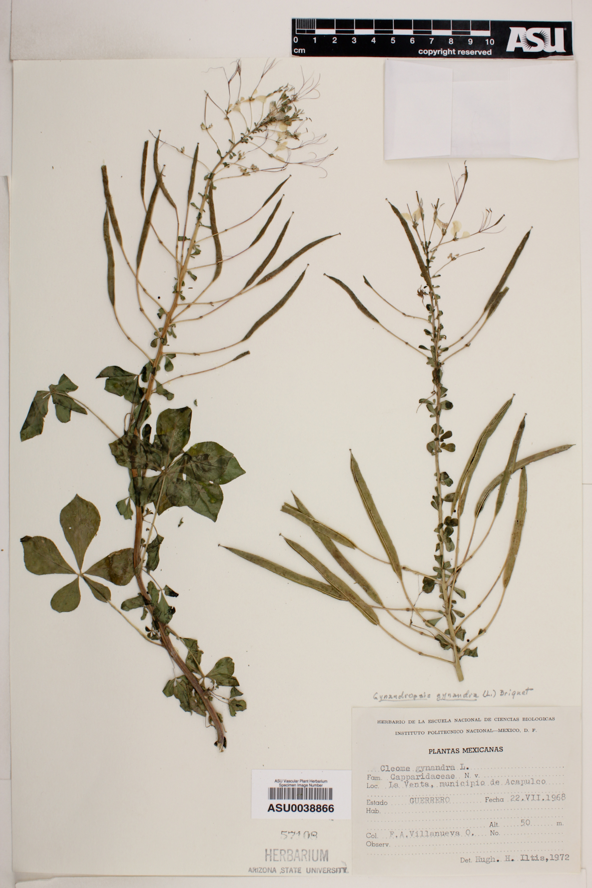 Gynandropsis gynandra image