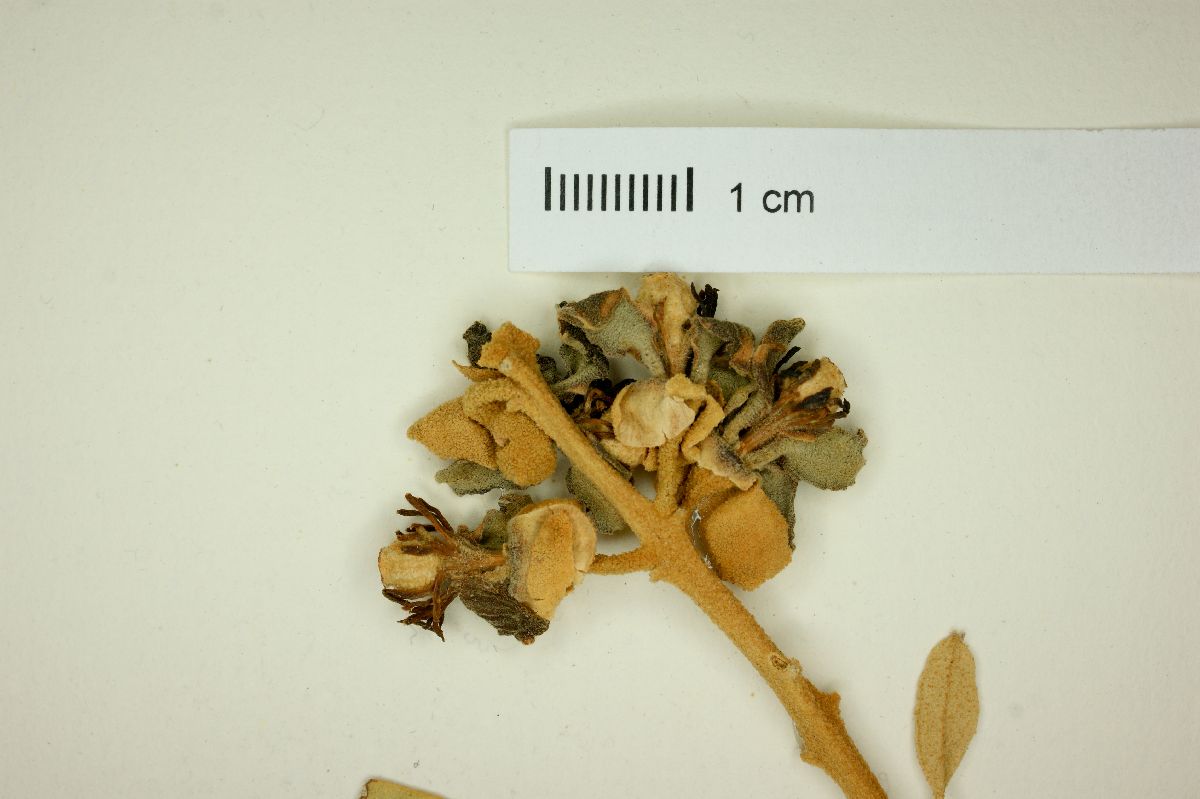 Morisonia americana image