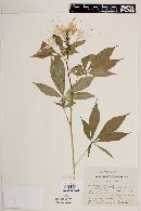 Cleome pilosa image