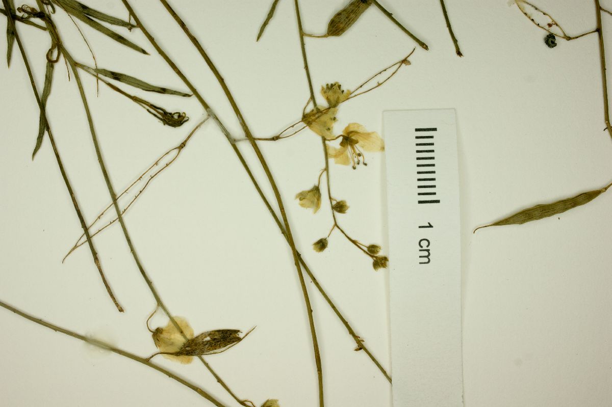 Cleome lanceolata image