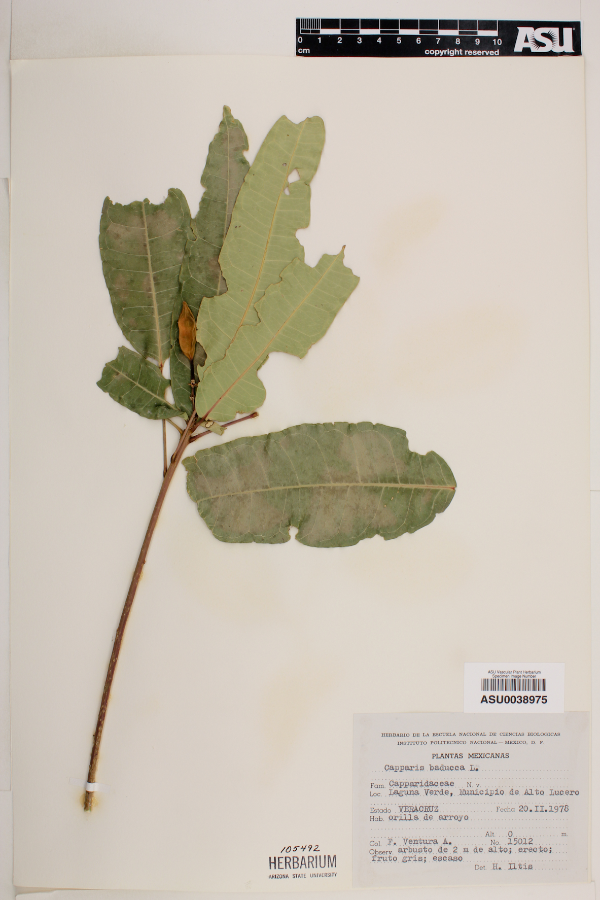 Capparis baducca image