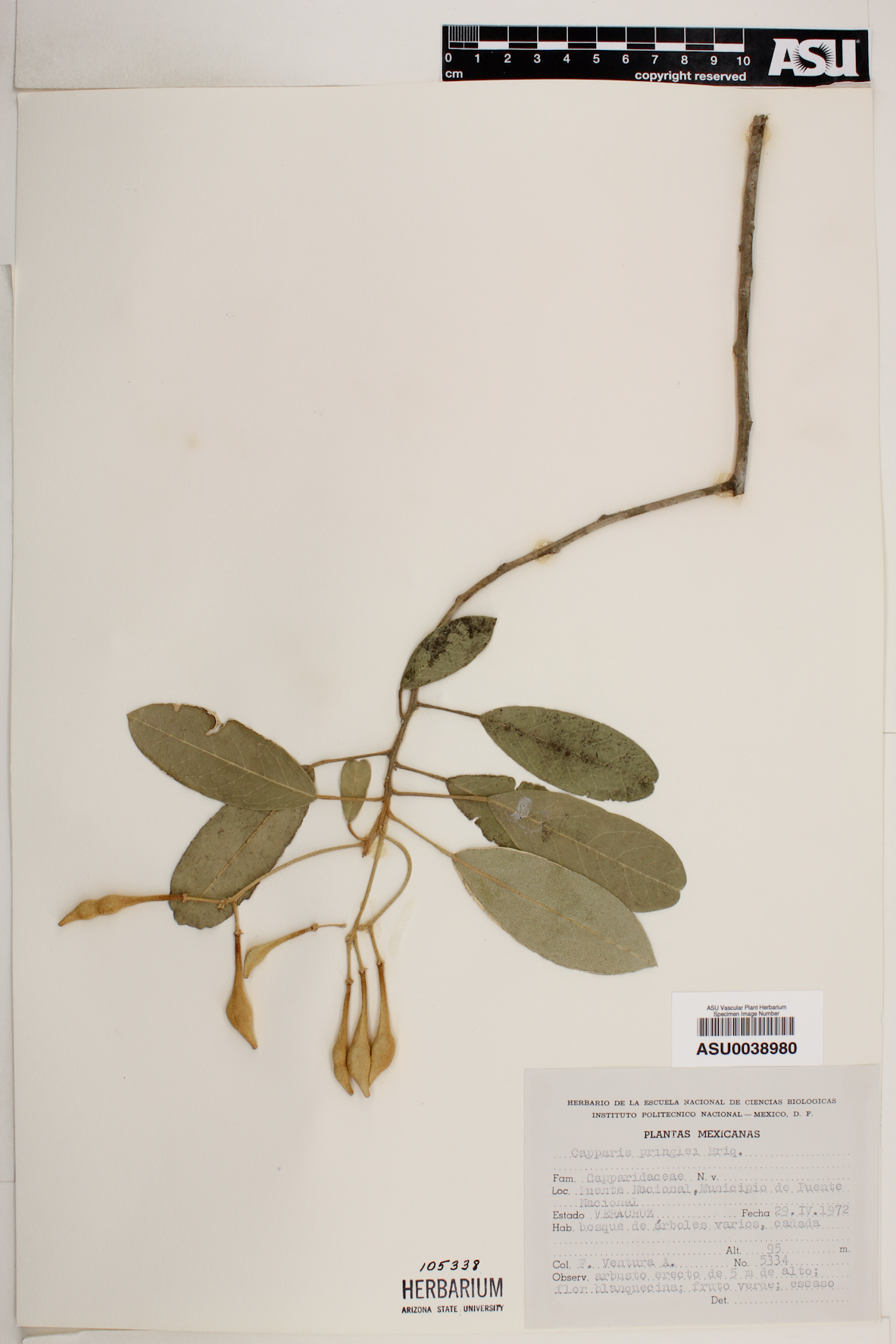 Capparis pringlei image