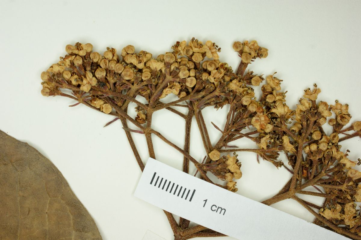 Viburnum sulcatum image