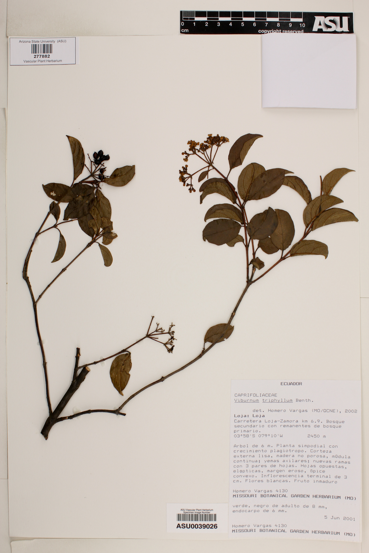 Viburnum triphyllum image