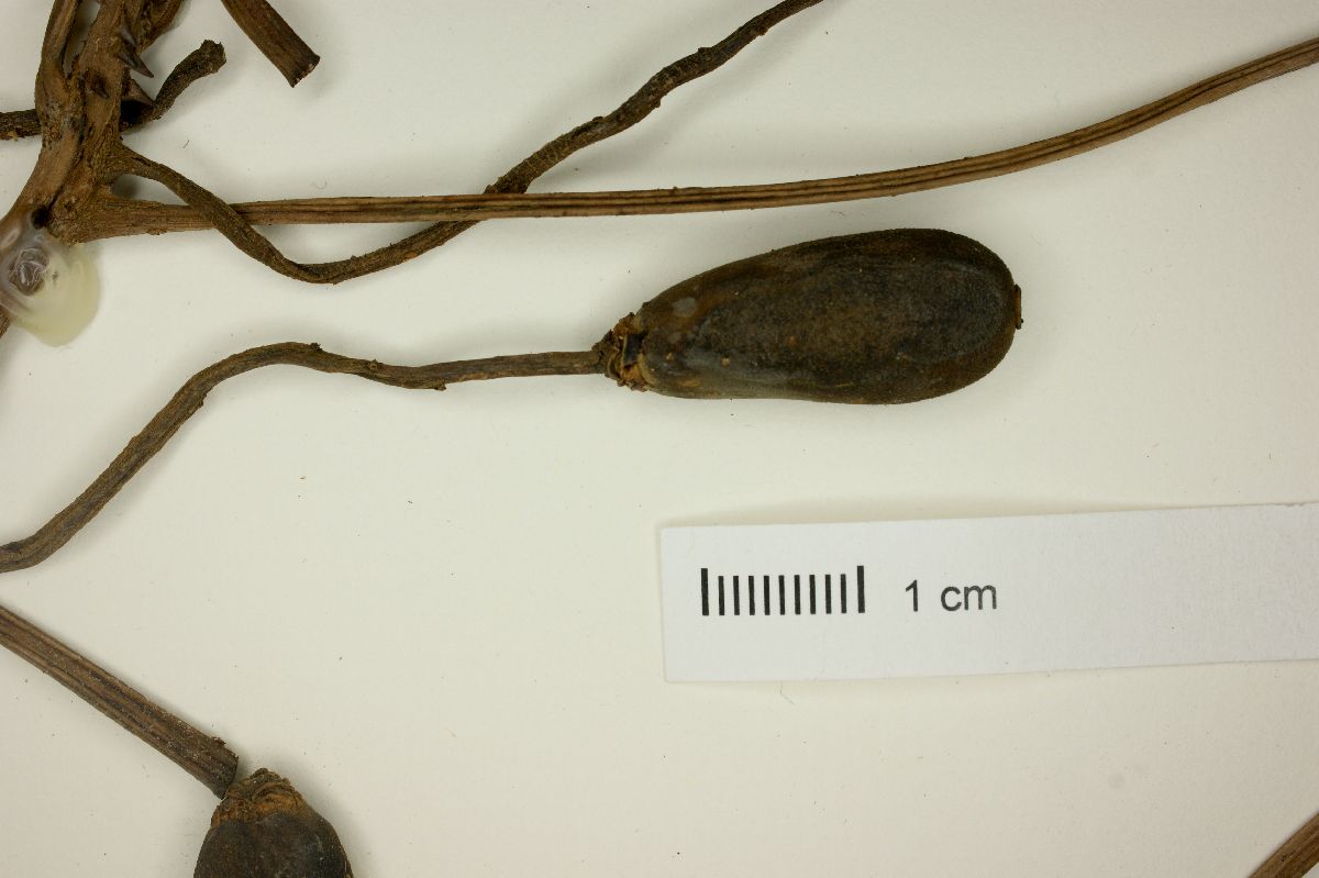 Jacaratia spinosa image